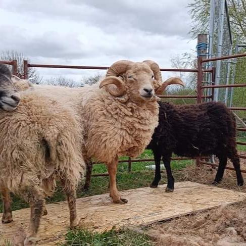 Elder. Raw Portland ram's fleece
