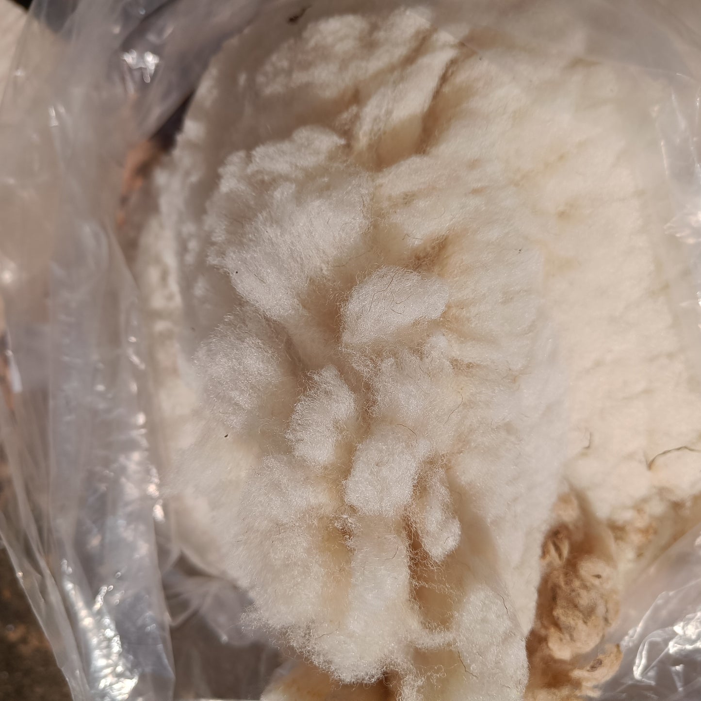 Elder. Raw Portland ram's fleece