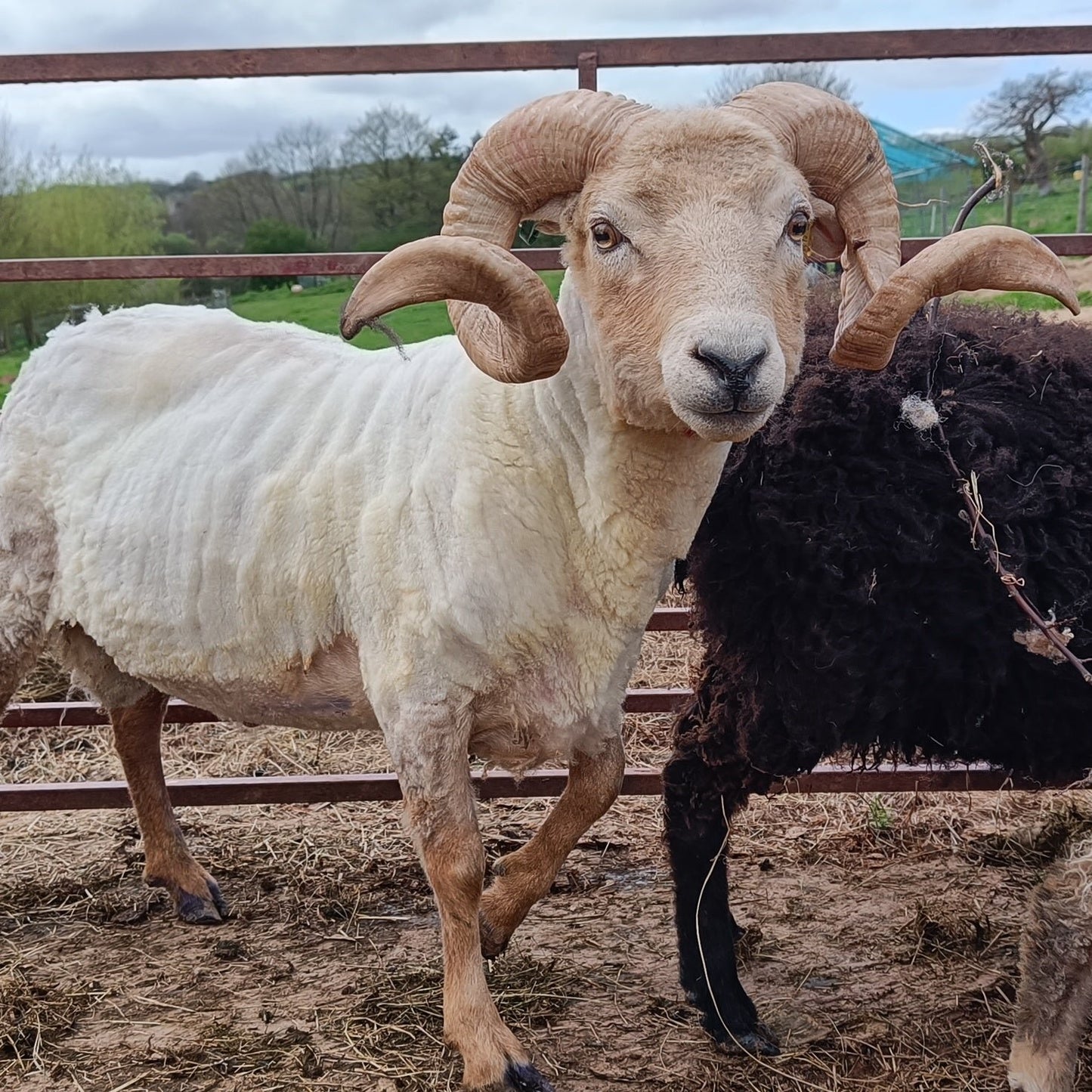 Elder. Raw Portland ram's fleece