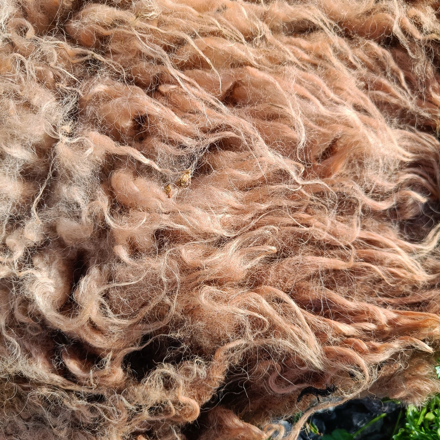 Bonnie. Very slightly felted Icelandic Shetland fleece
