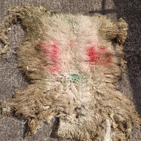 Felted White Leicester Longwool Fleece