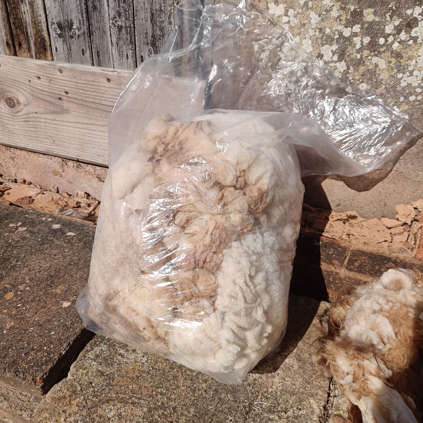 Elder. Raw Portland ram's fleece