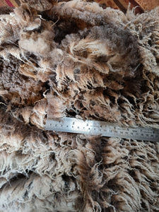 Raw pure Shetland lamb's fleece