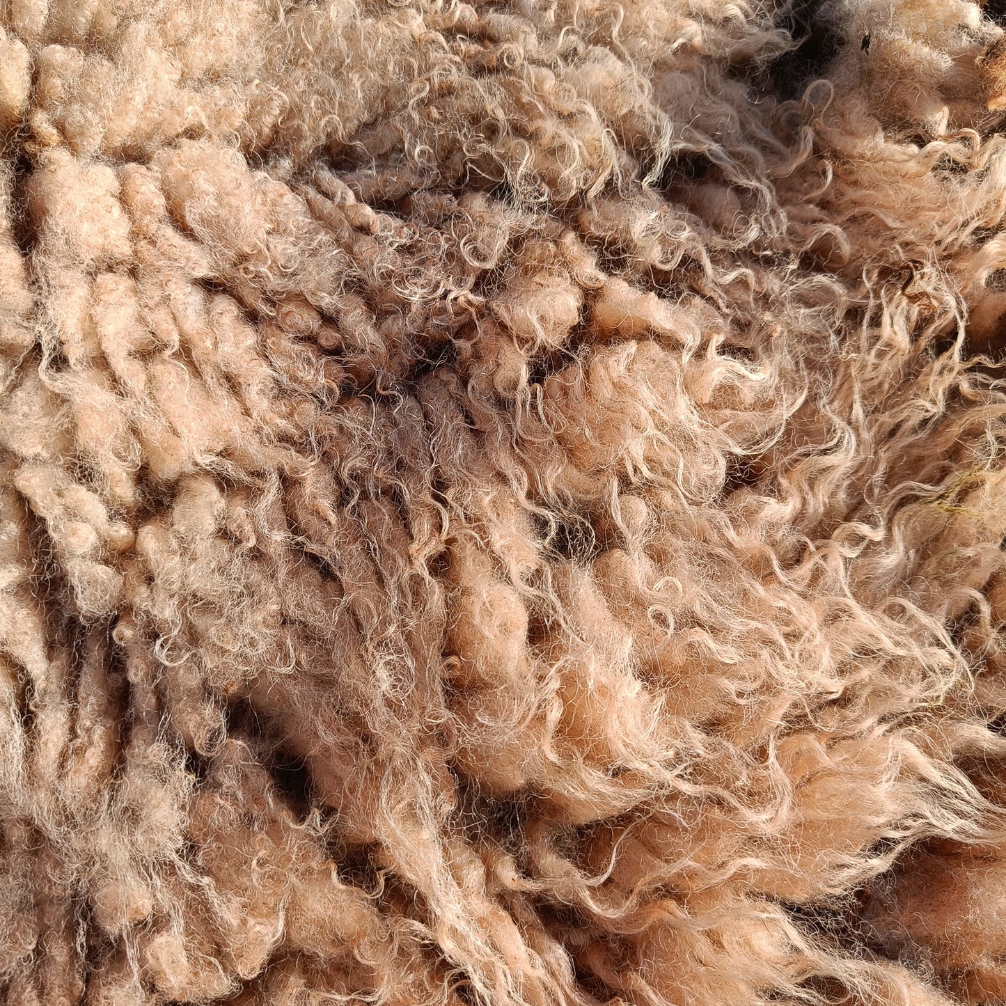 Bonnie. Very slightly felted Icelandic Shetland fleece