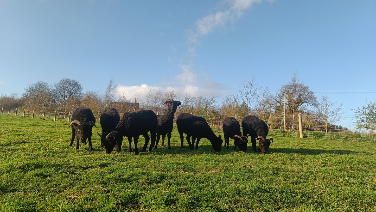 Hebridean Sliver - black wool