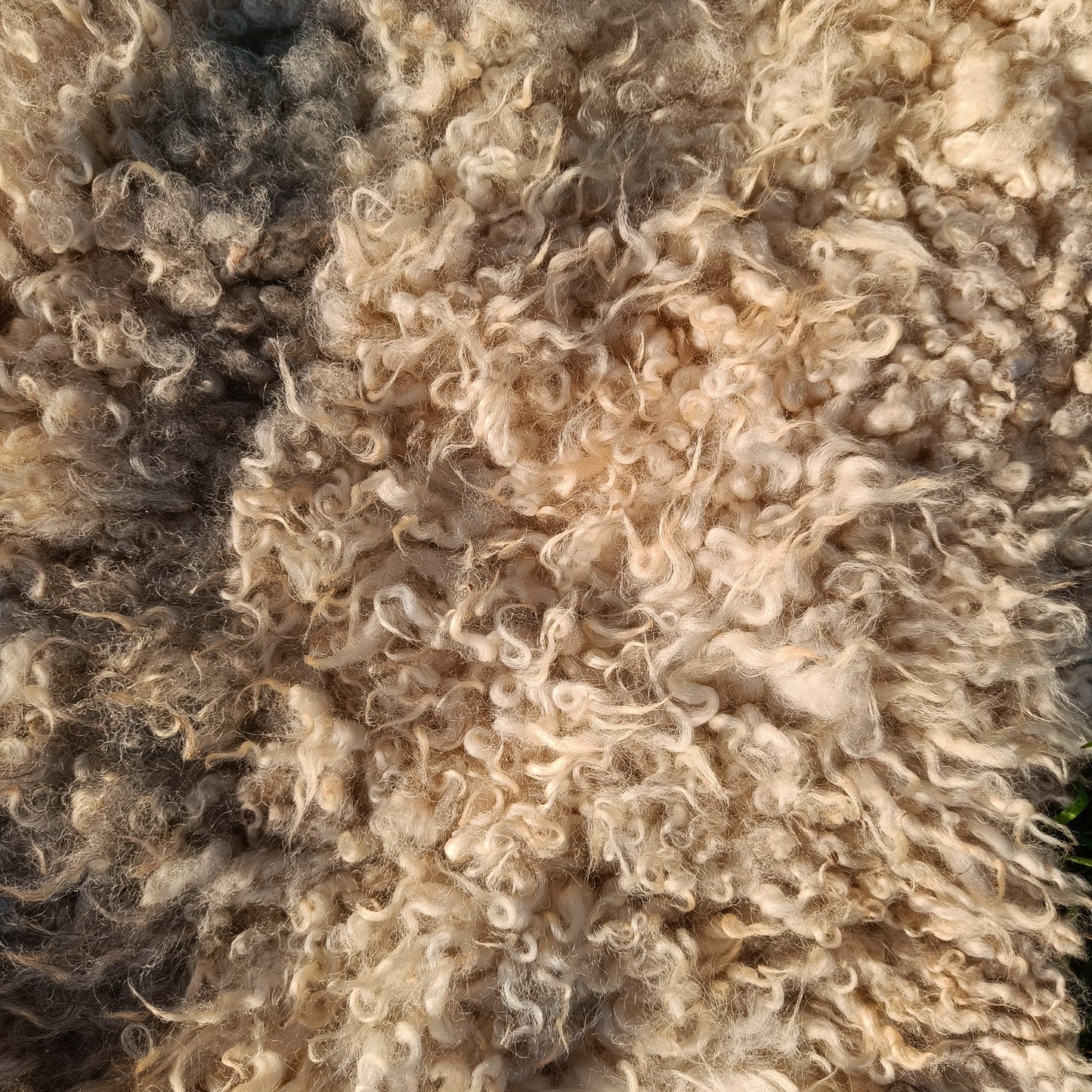Large Icelandic Cross Sheepskin Rug