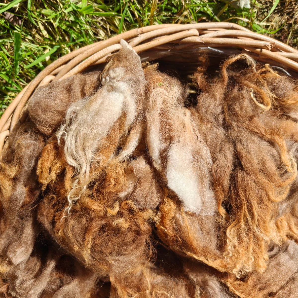 Raw Lambswool