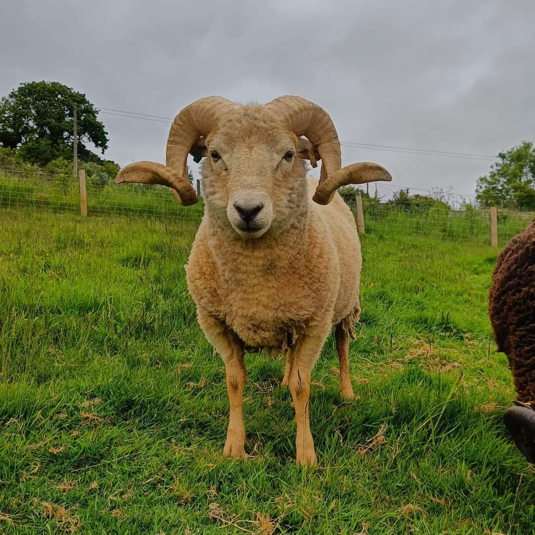 Elder. Raw Portland ram's fleece