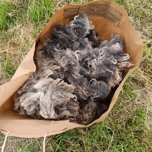 Bouncy Shetland Icelandic fleece