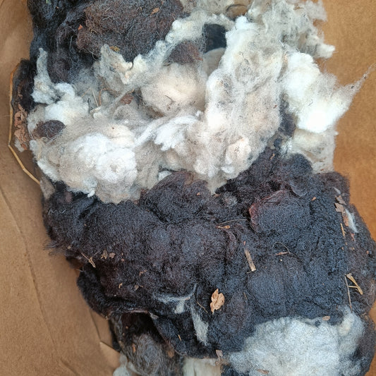 Mixed Shetland lambswool