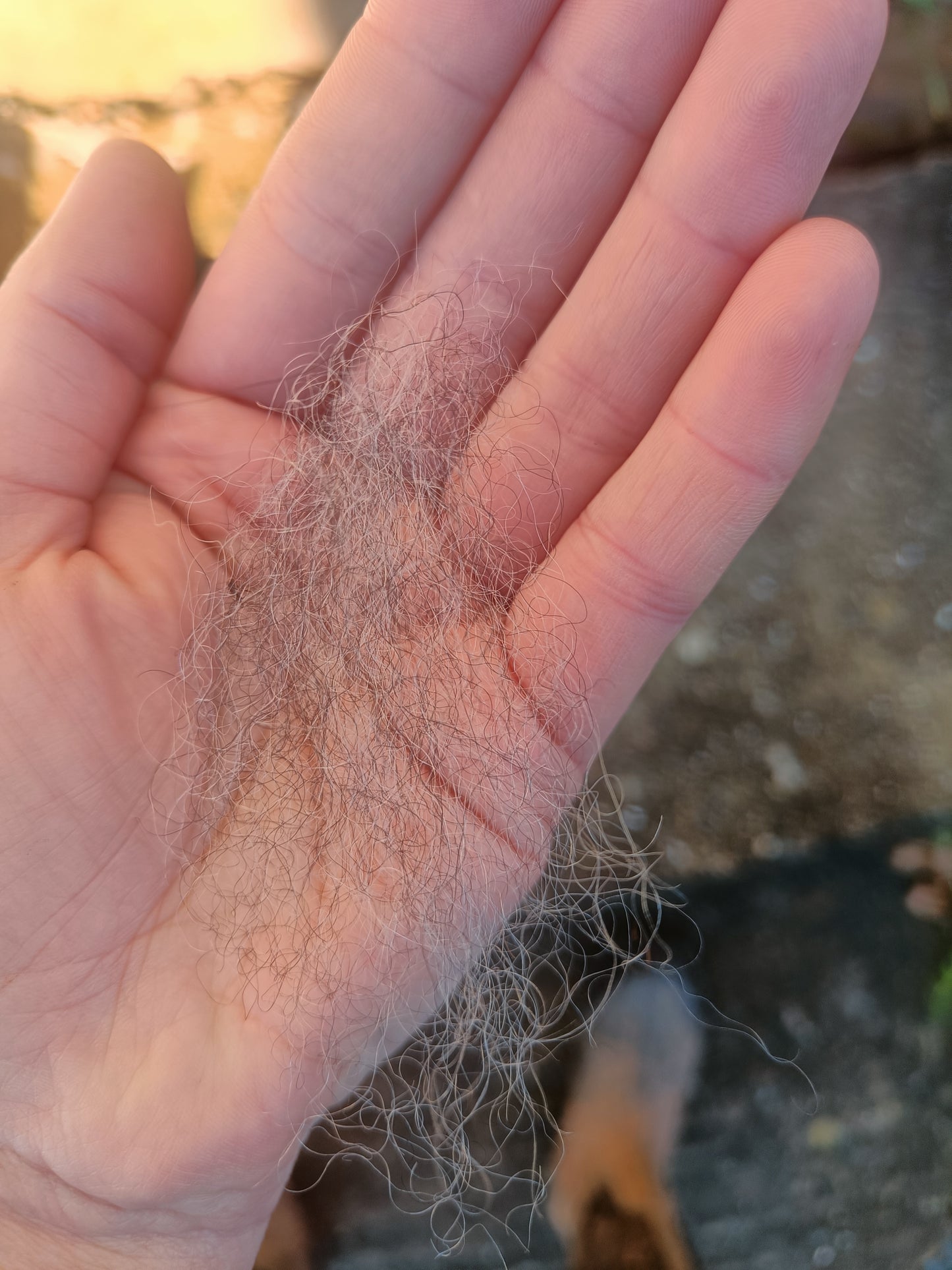 Leicester Longwool cross Shetland Wool - Grey Sliver