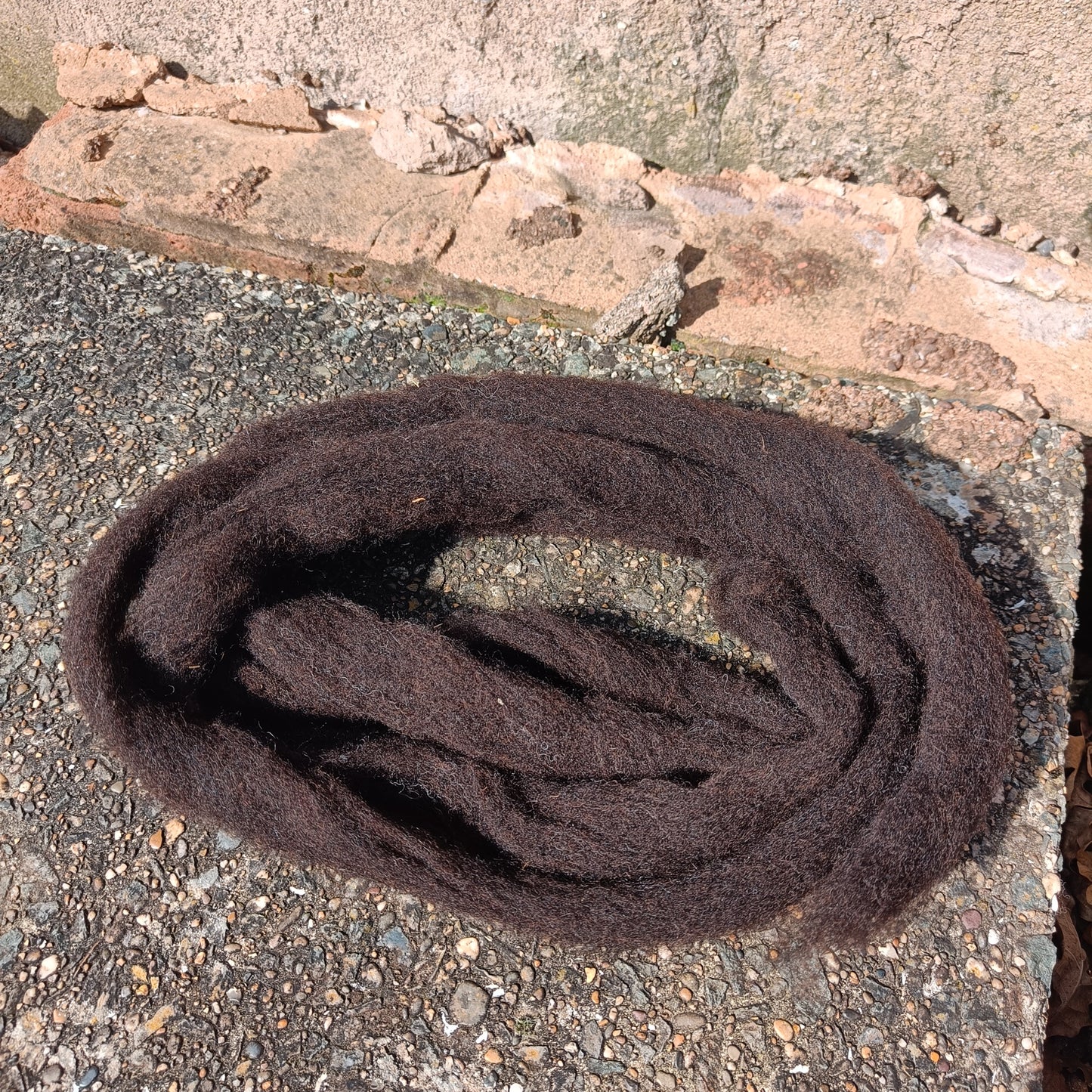 Black Welsh Mountain