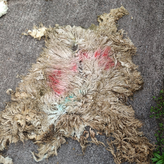 White Leicester Longwool Fleece