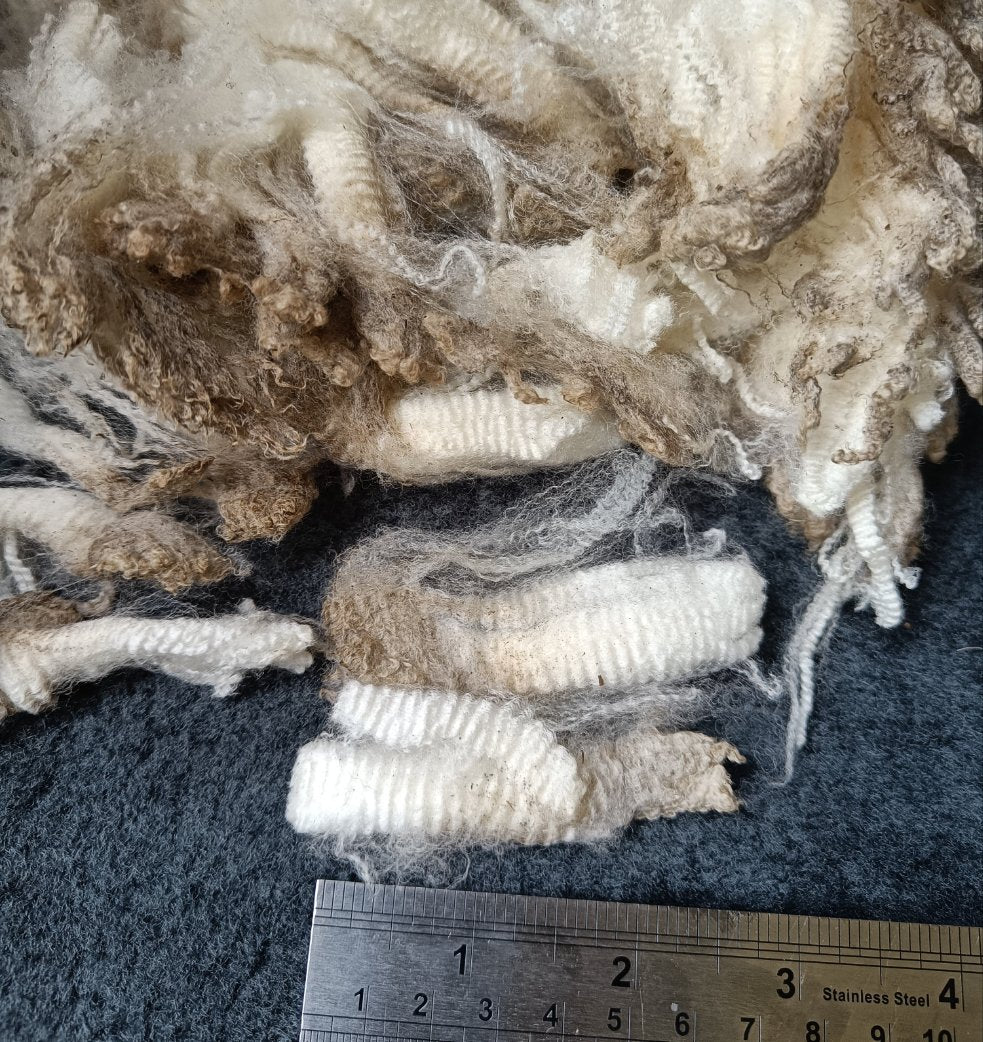 Raw Falklands Merino, blade shorn