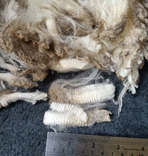 Load image into Gallery viewer, Raw Falklands Merino, blade shorn
