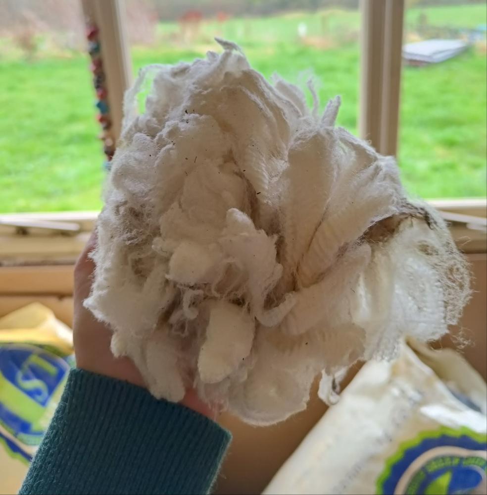 Raw Falklands Merino, blade shorn