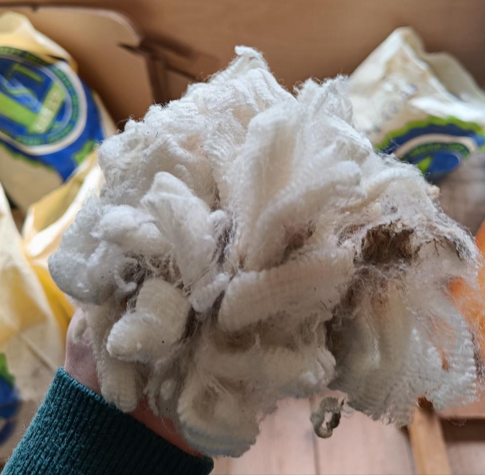 Raw Falklands Merino, blade shorn
