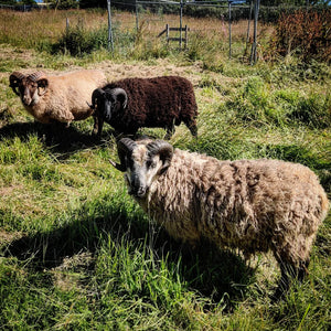 Icelandic sheep best sale wool blanket