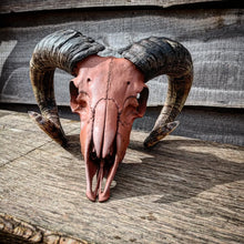Load image into Gallery viewer, High welfare Icelandic Shetland ram skull
