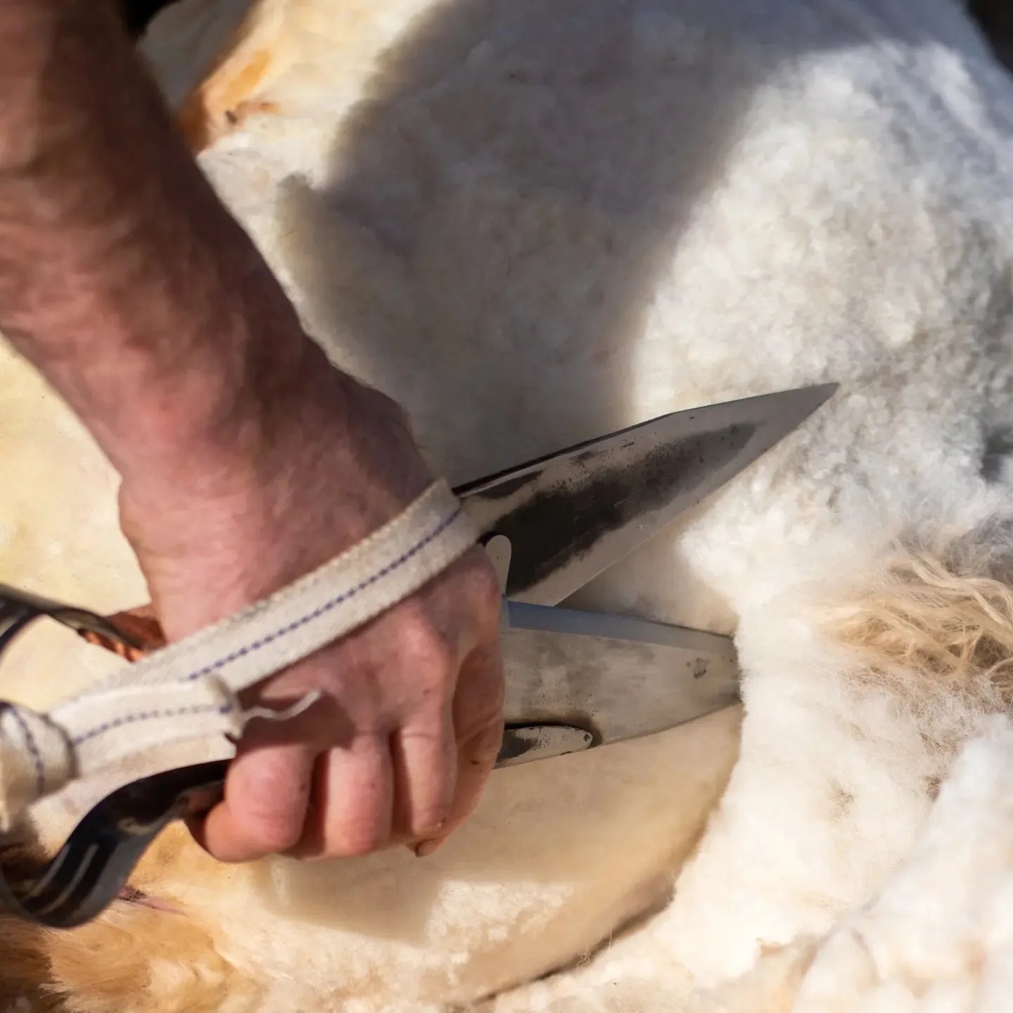 Raw Falklands Merino, blade shorn