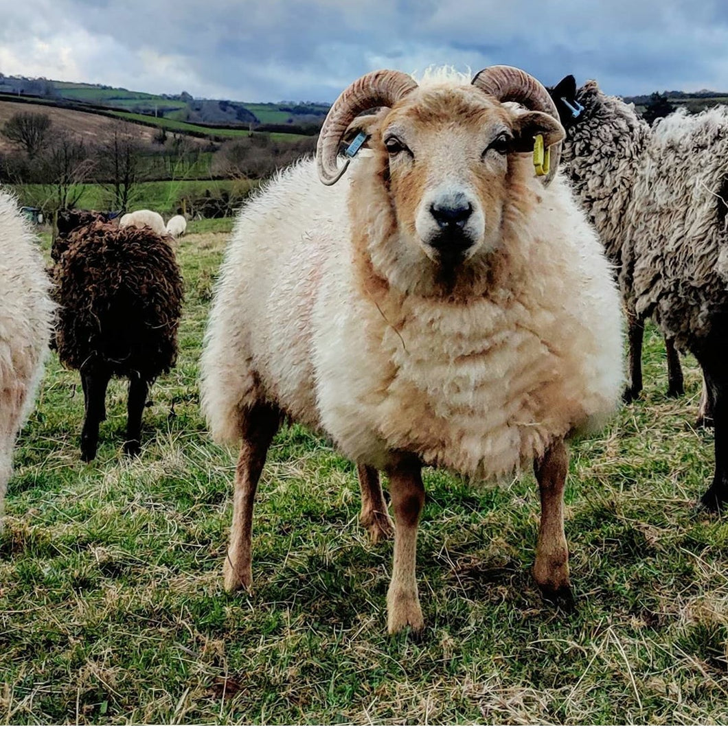 Rare Breed Portland Wool - Sliver