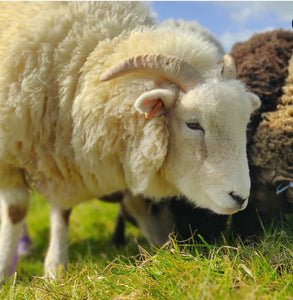 Exmoor Horn Wool - Sliver